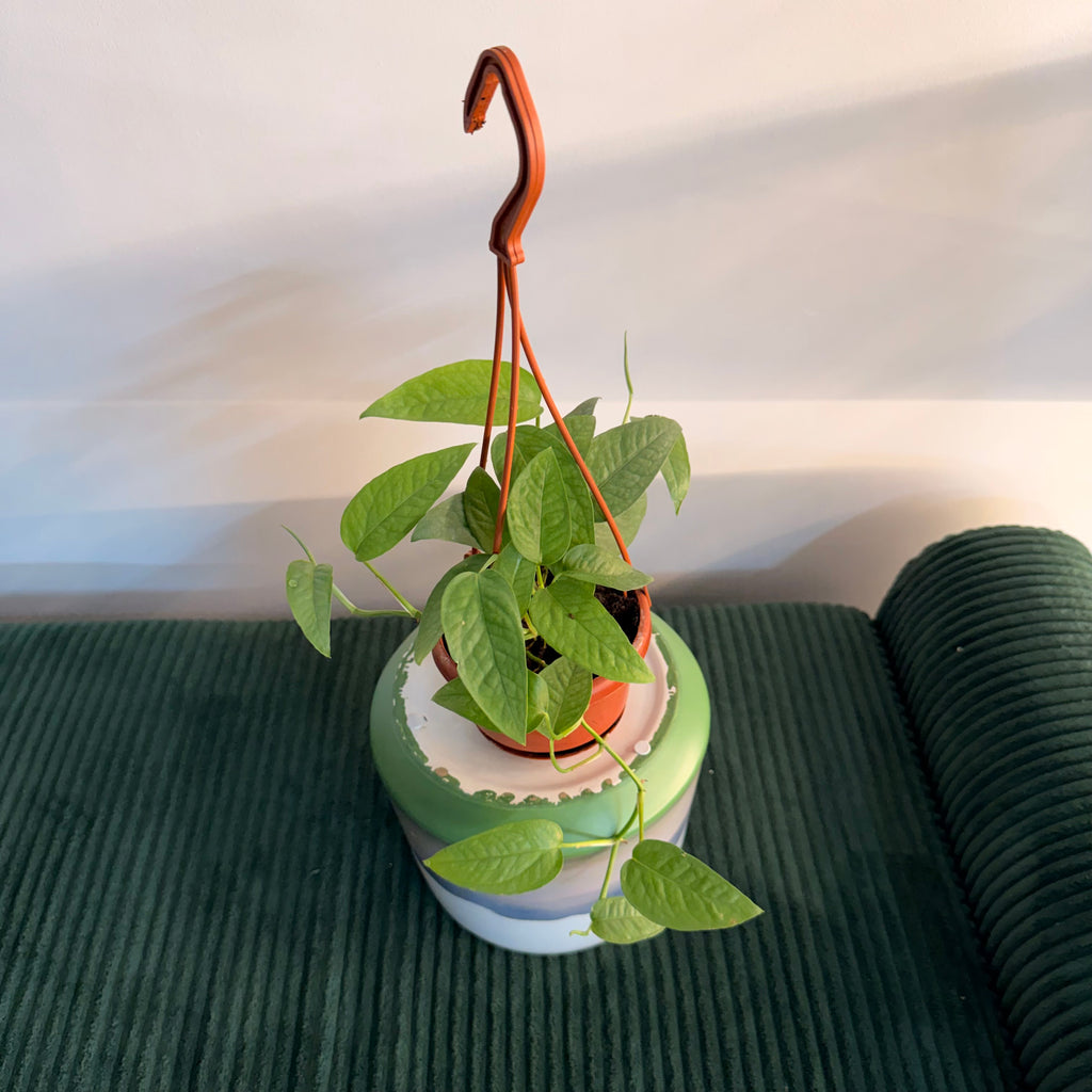 Cebu Blue Pothos (Epipremnum pinnatum 'Cebu Blue') - hanging plant (4" pot)