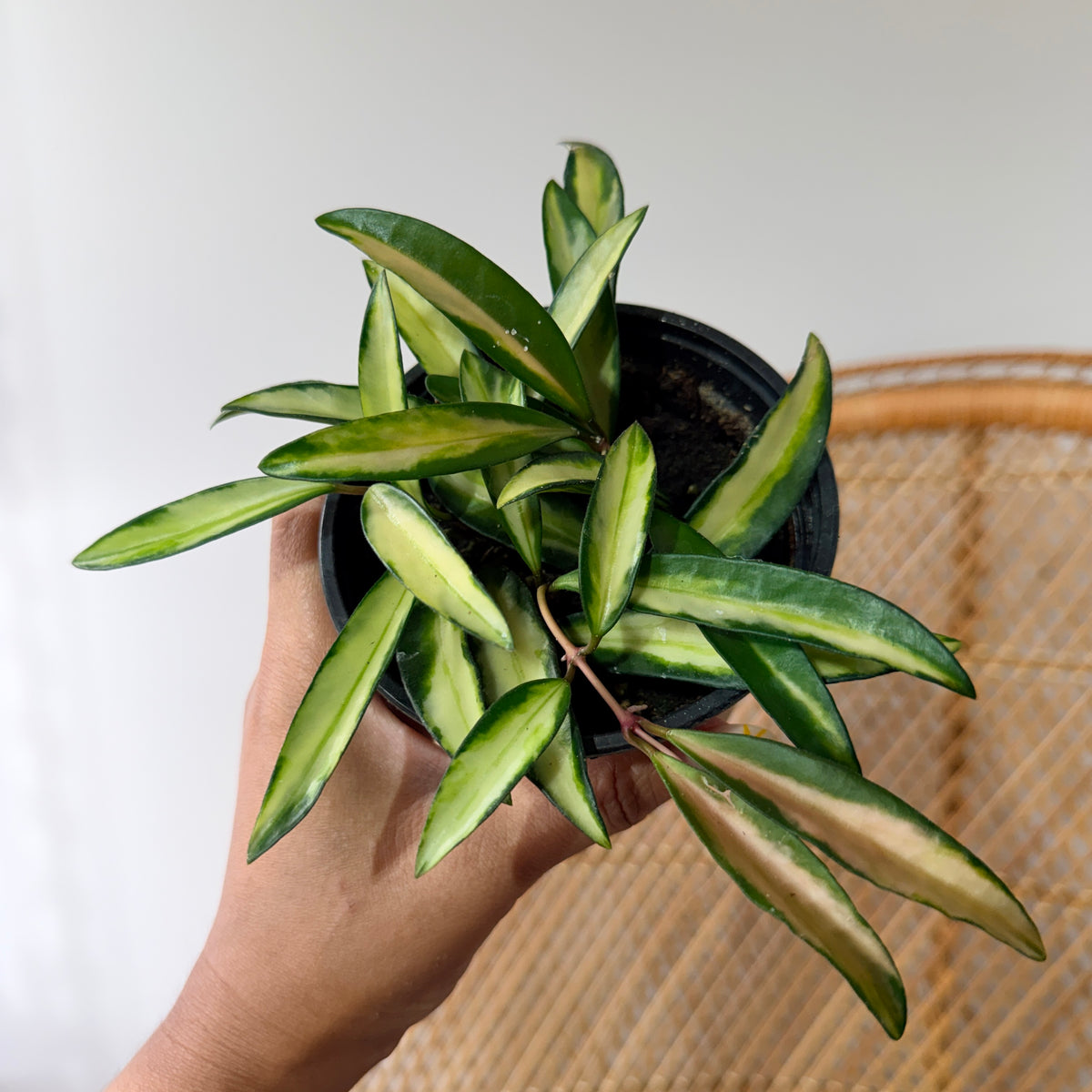 Hoya wayetii variegata pot de 4"