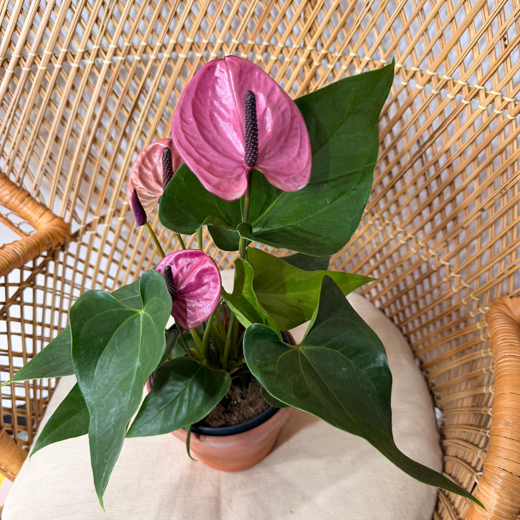 Anthurium andraeanum (Fleurs classiques / Grandes fleurs) - pot de 6"