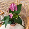 Anthurium andraeanum (Fleurs classiques / Grandes fleurs) - pot de 6"
