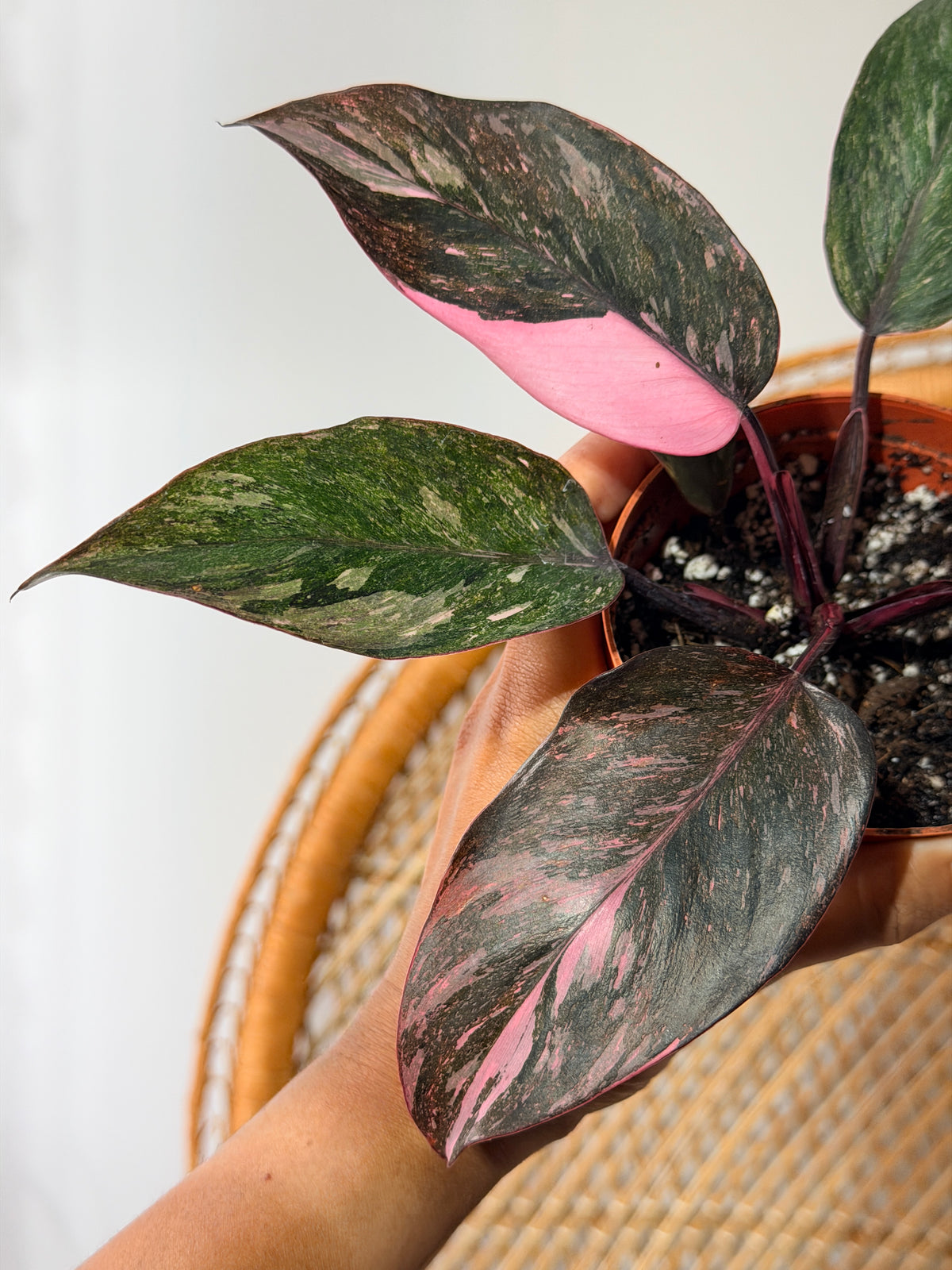 Philodendron erubescens 'Pink Princess' (Philodendron princesse rose) - Pot de 4"