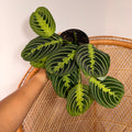 Maranta leuconeura 'Lemon Lime' (Prayer plant) - 4" pot