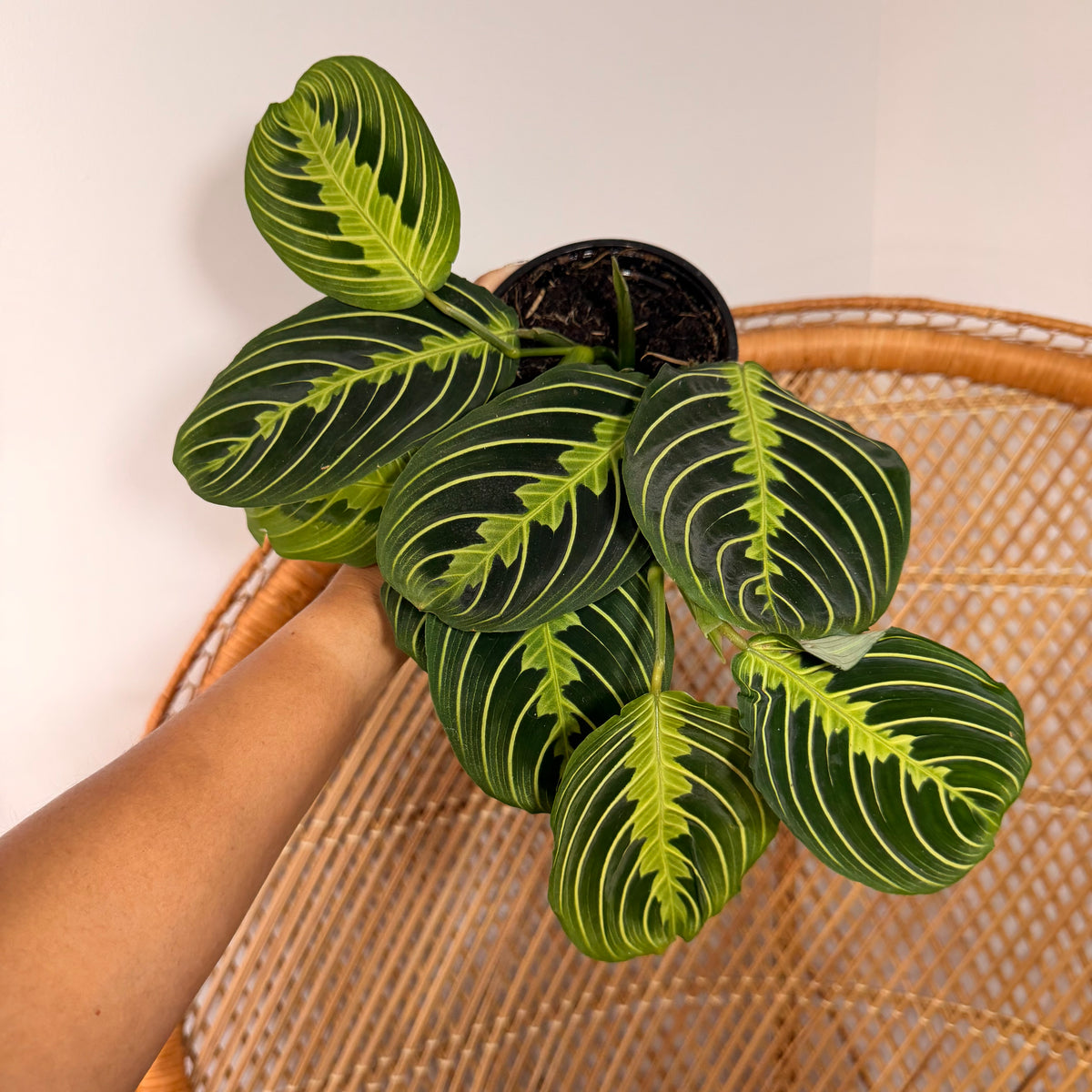 Maranta leuconeura 'Lemon Lime' (Prayer plant) - 4" pot