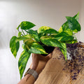 Epipremnum pinnatum 'Yellow Flame' (Pothos Yellow Flame) - 4" Pot