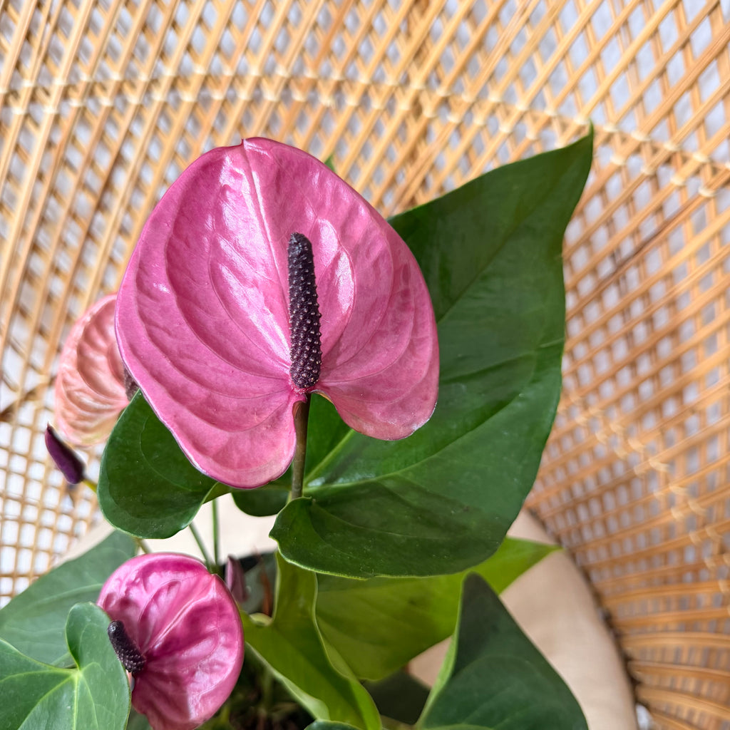 Anthurium andraeanum (Fleurs classiques / Grandes fleurs) - pot de 6"