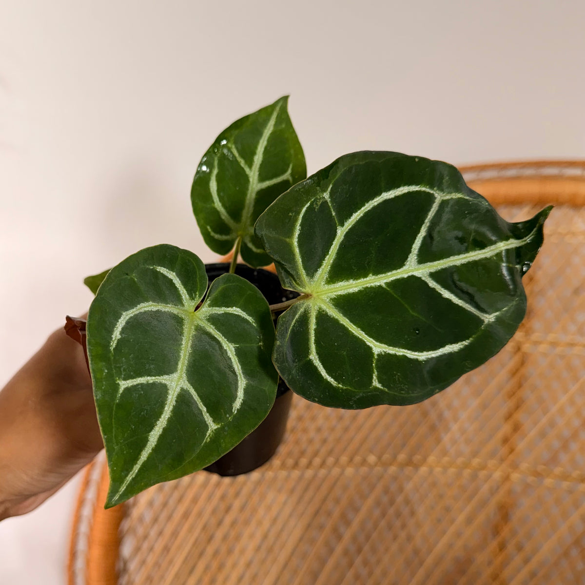 Anthurium crystallinum - 4" pot
