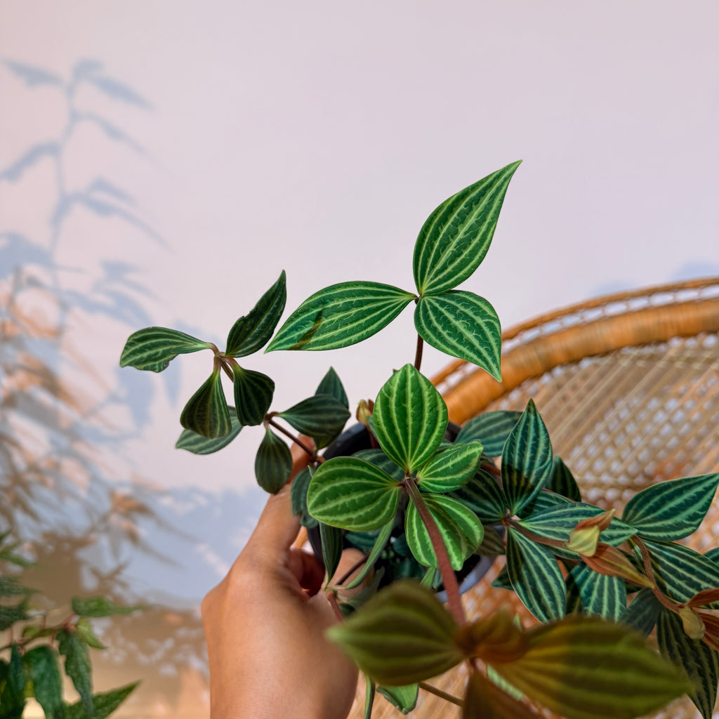Peperomia puteolata (Parallel Peperomia) – 4" Pot