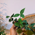 Peperomia puteolata (Parallel Peperomia) – 4" Pot