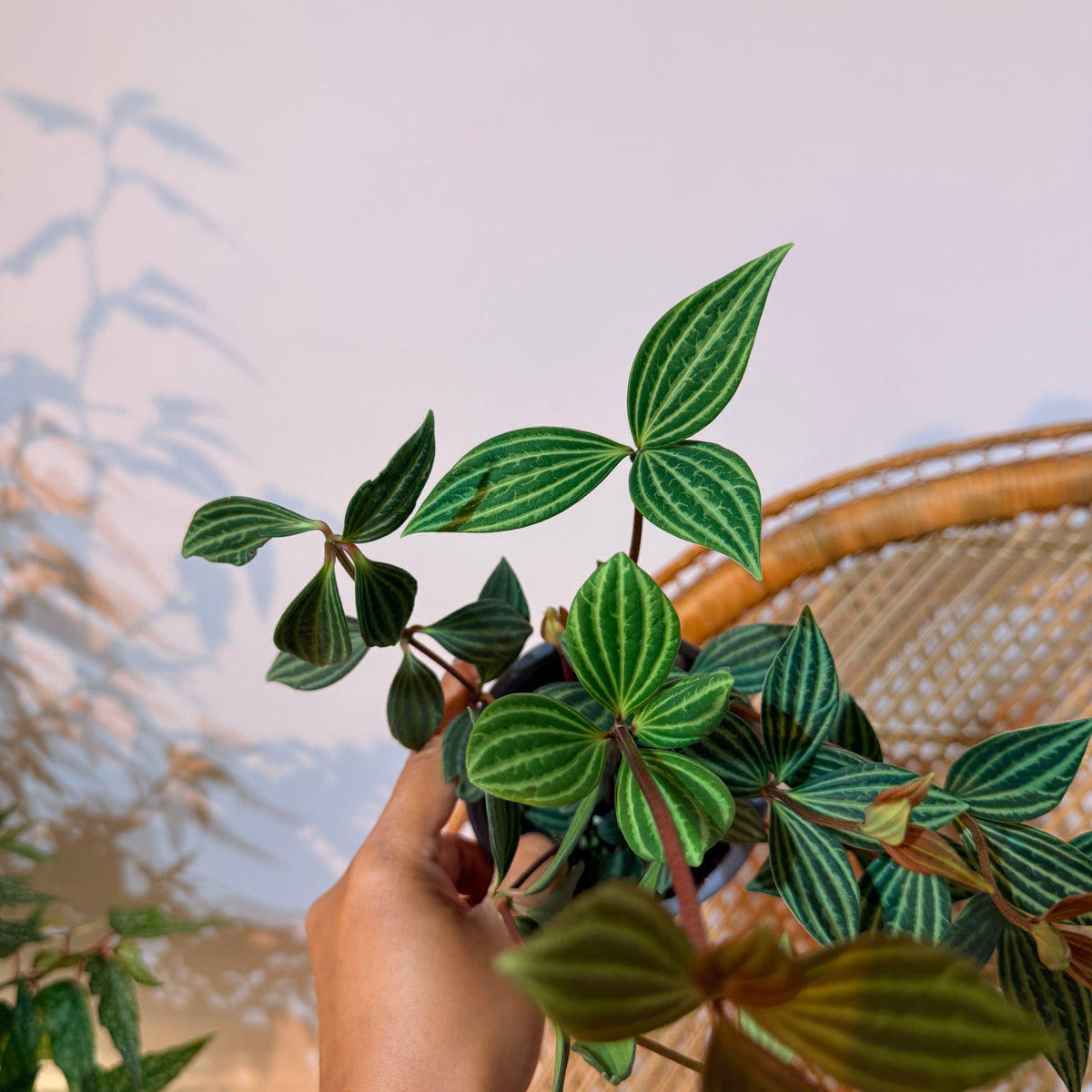 Peperomia puteolata  (Peperomia Parallèle) – Pot de 4"