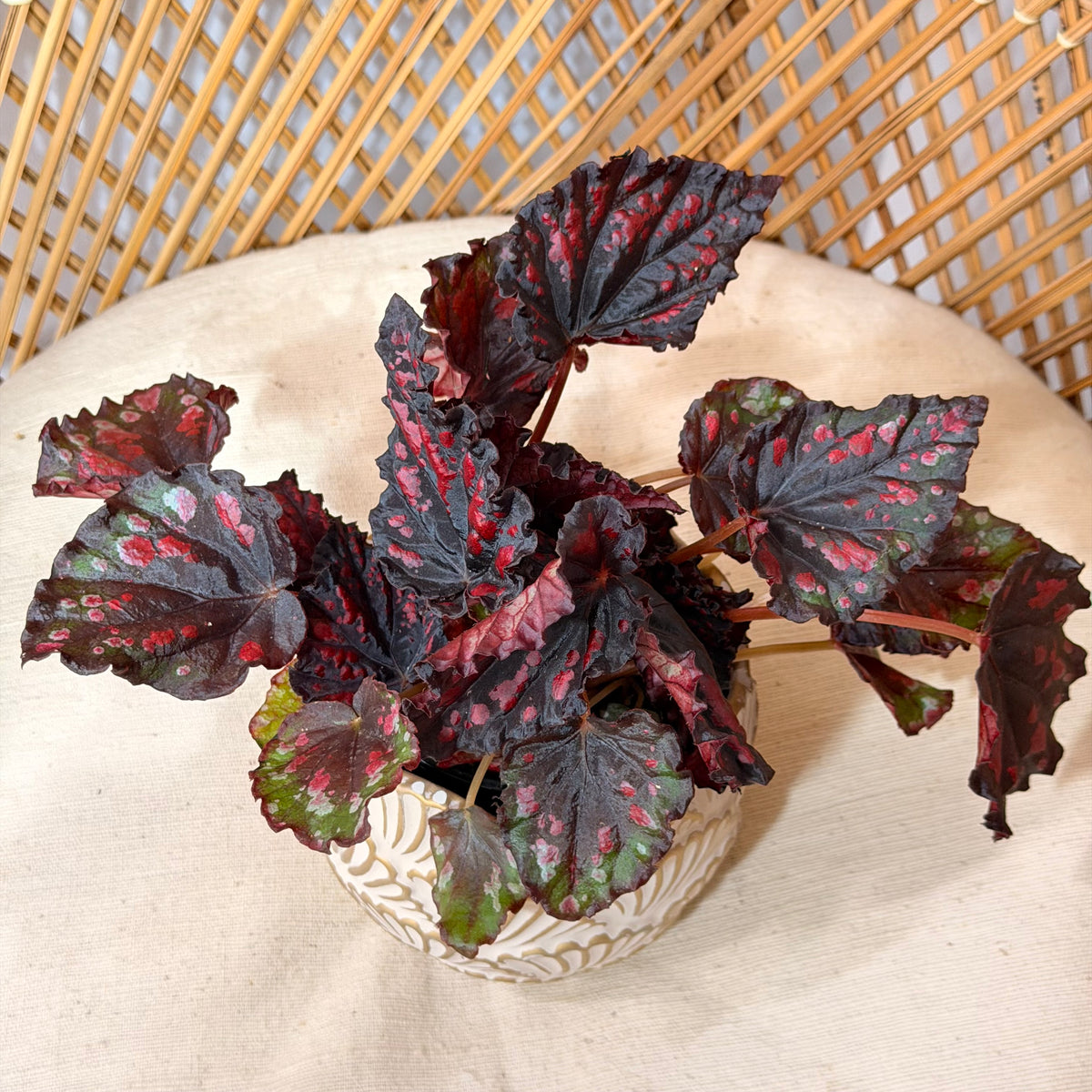 Begonia rex 'Rumba' - 4" pot