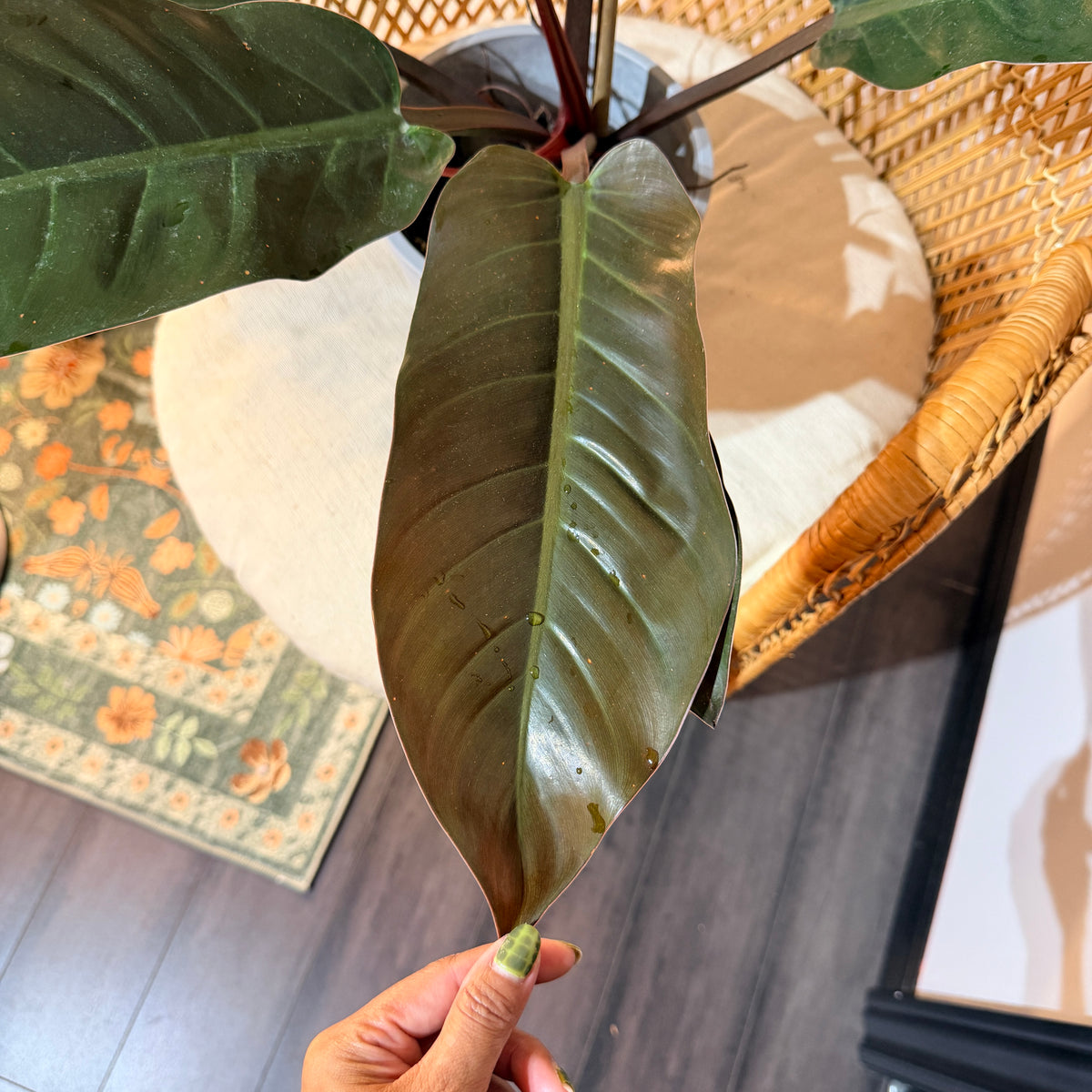 Philodendron 'Imperial Red' – Pot de 6"
