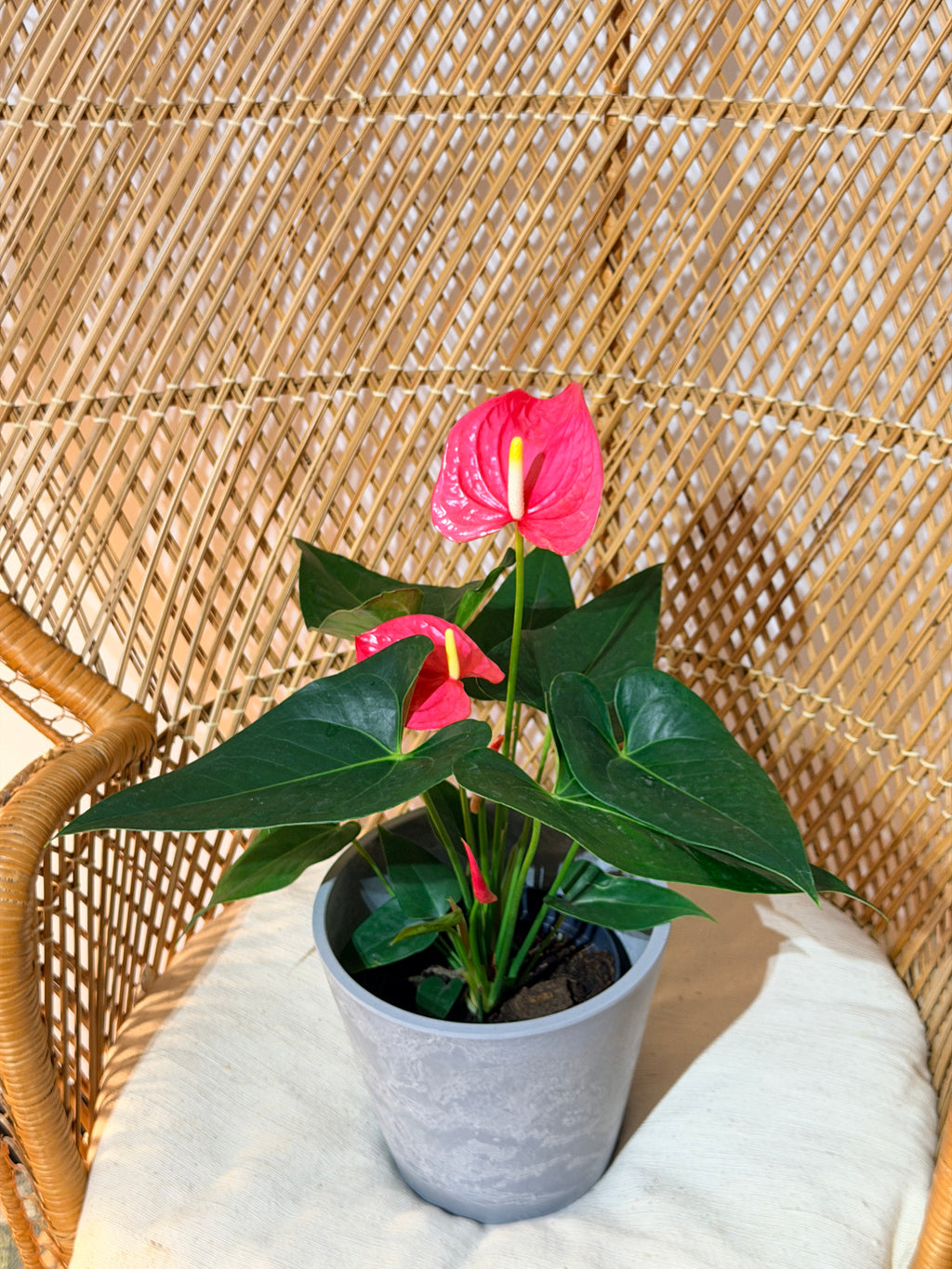 Anthurium Andreanum  (Fleur de flamant rose) – Pot de 6"