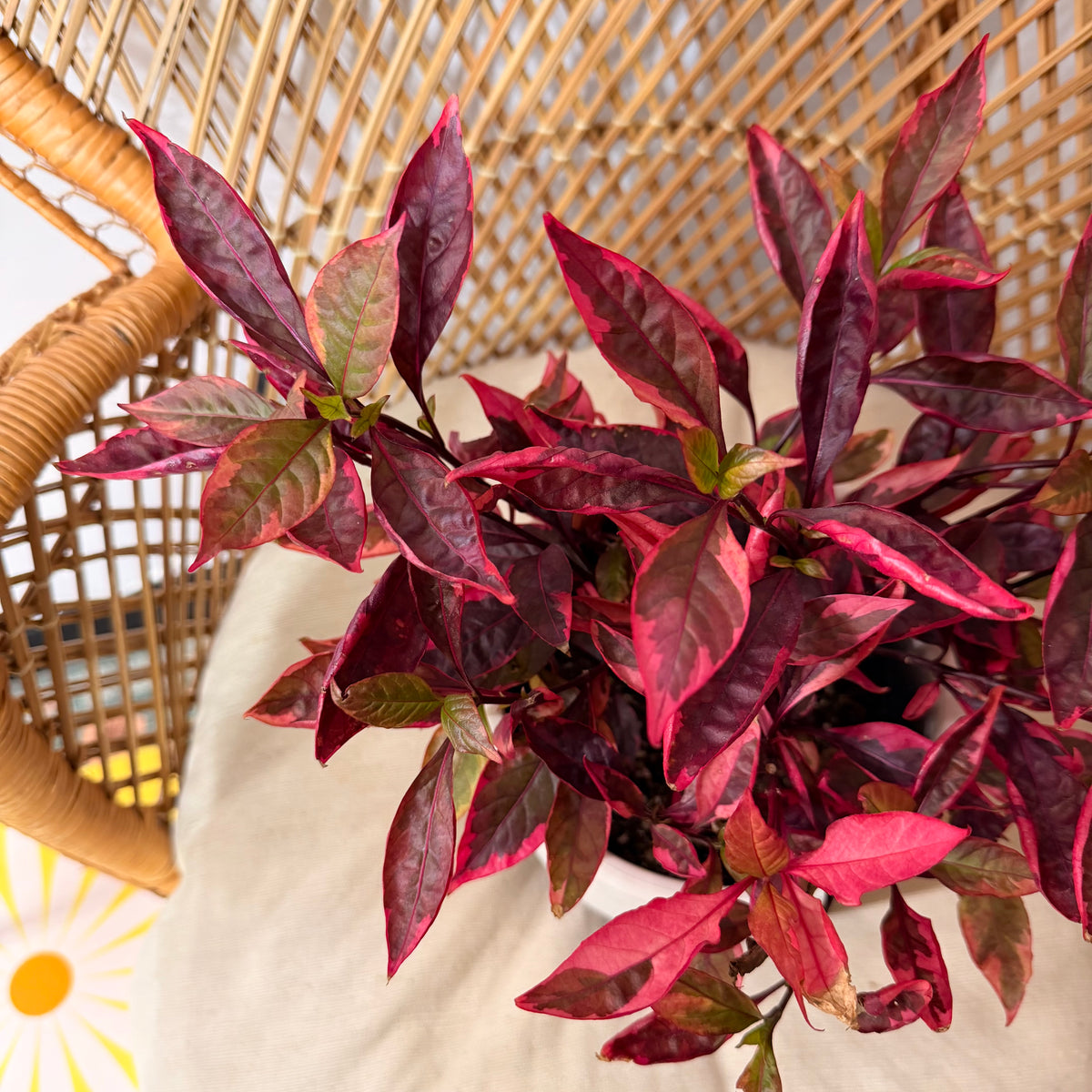Alternanthera dentata 'Party Time' - pot de 6"