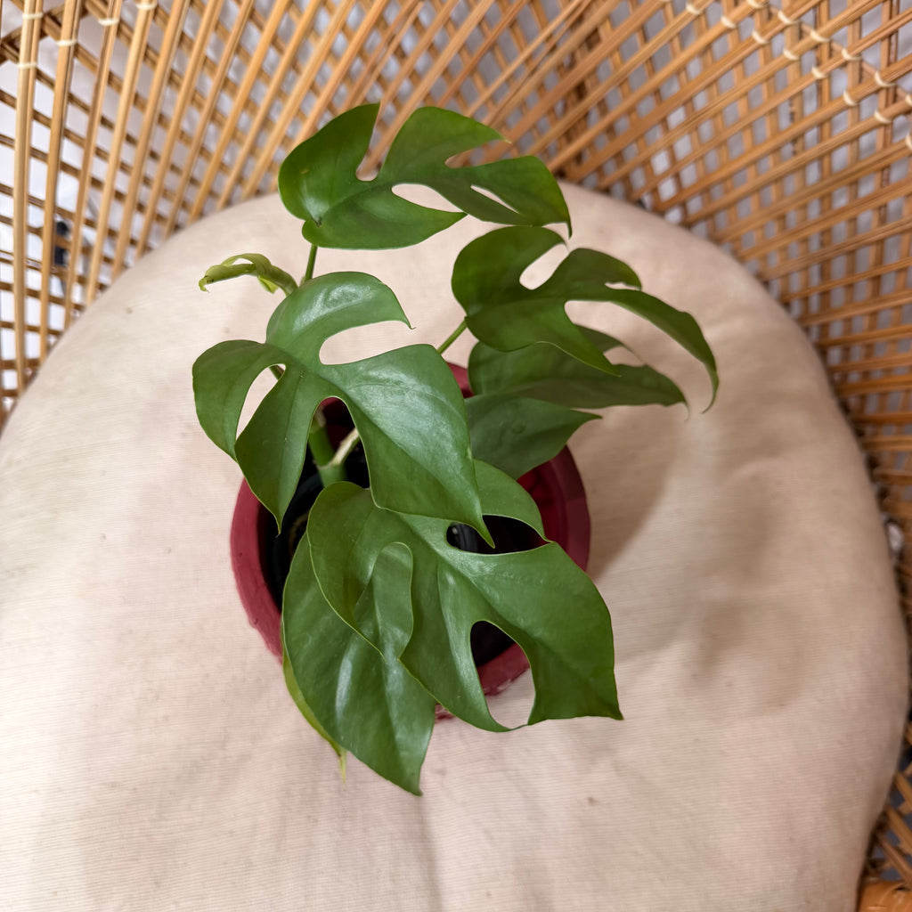 Rhaphidophora tetrasperma (Mini Monstera) - pot de 4"