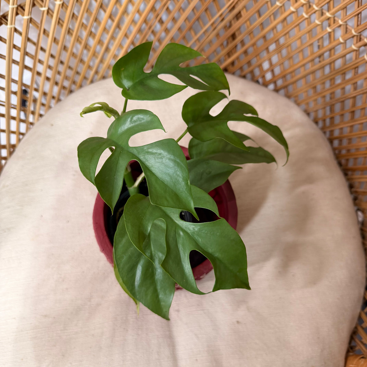 Rhaphidophora tetrasperma (Mini Monstera) - pot de 4"