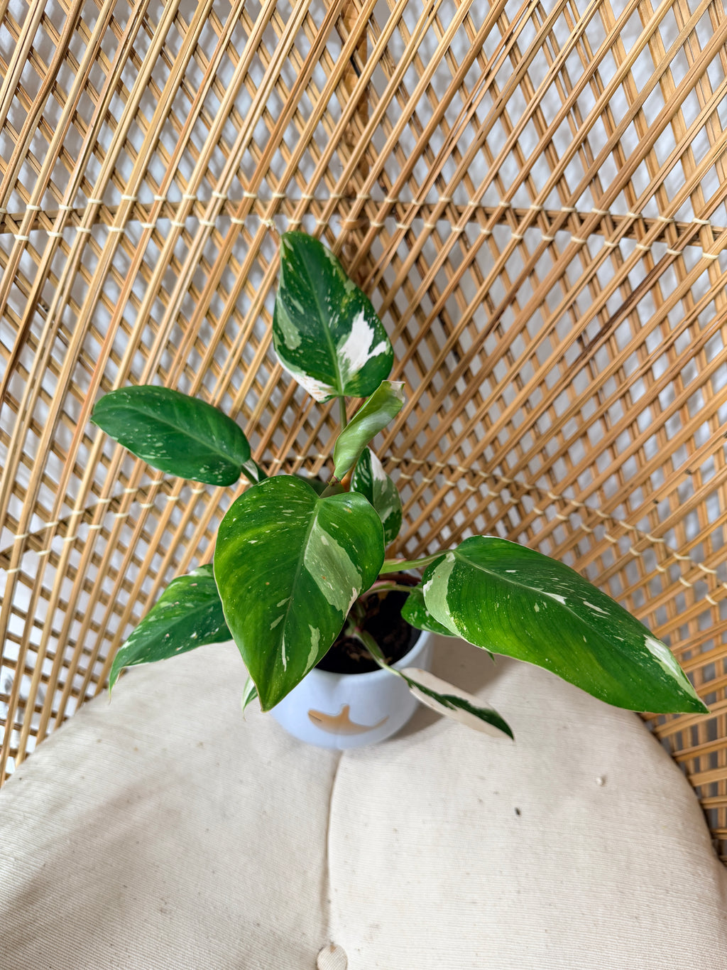 Philodendron 'White Princess'