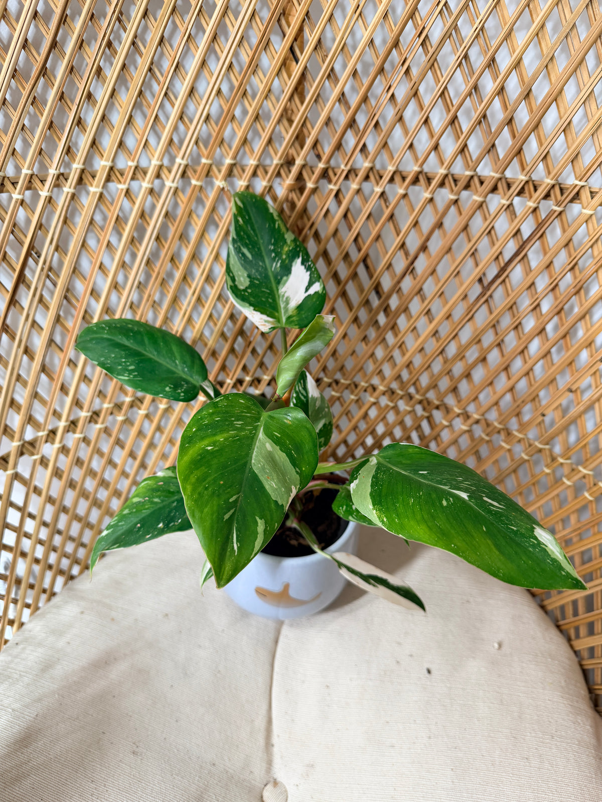 Philodendron 'White Princess'