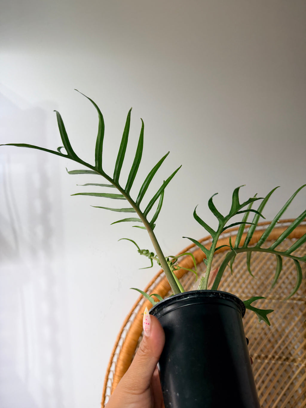 Philodendron Tortum