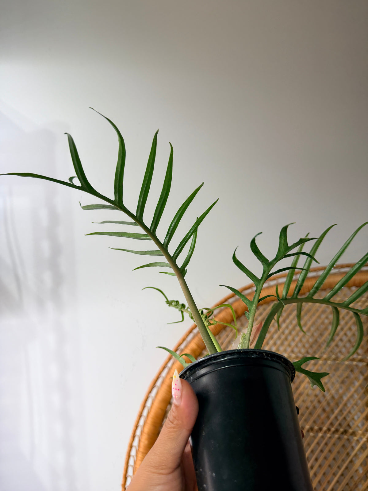 Philodendron Tortum