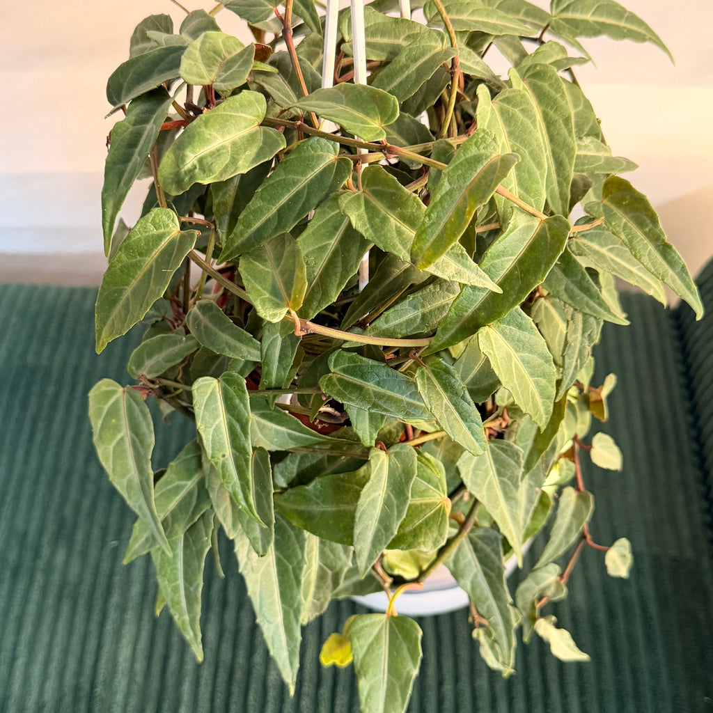Cissus amazonica - plante suspendue ( pot de 6")