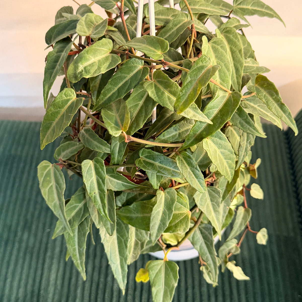 Cissus amazonica - plante suspendue ( pot de 6")