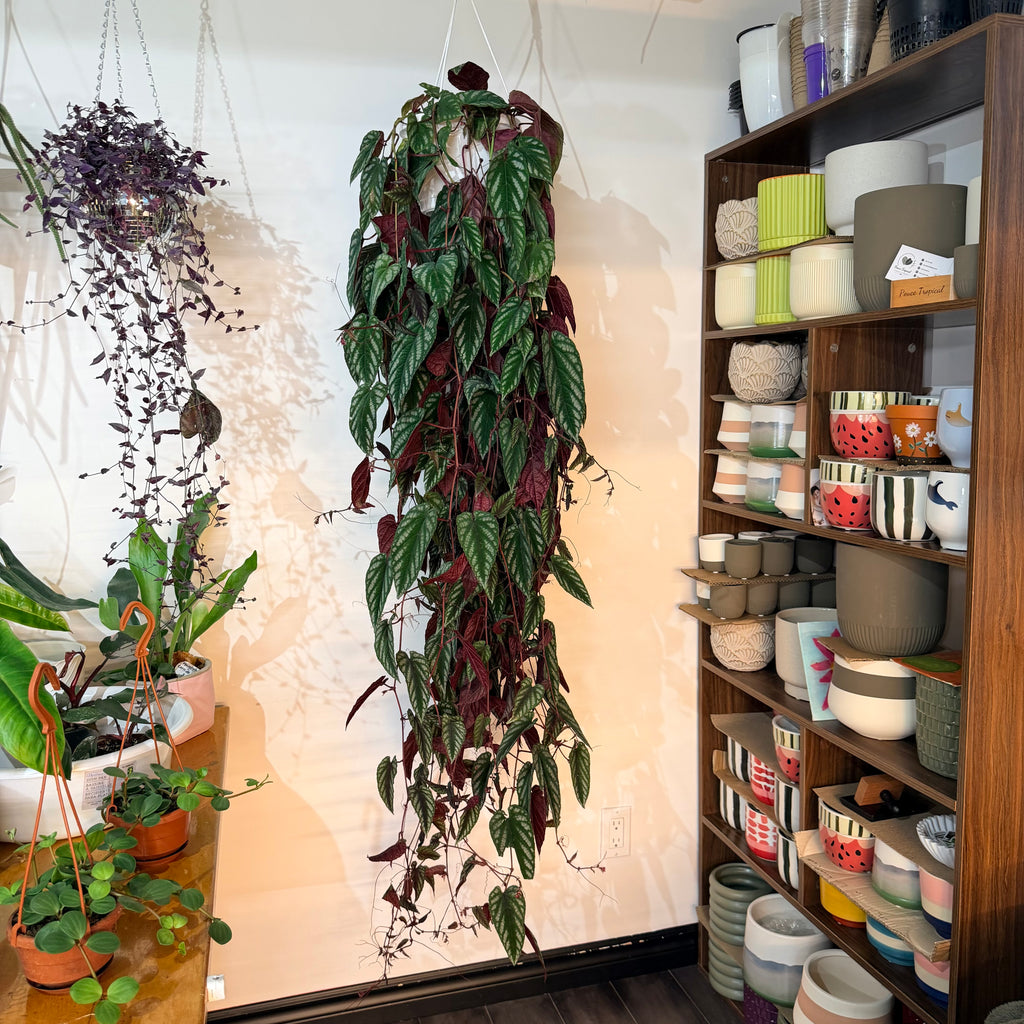 Cissus discolor (Rex Begonia Vine) - Giant Specimen - hanging plant (8" pot)