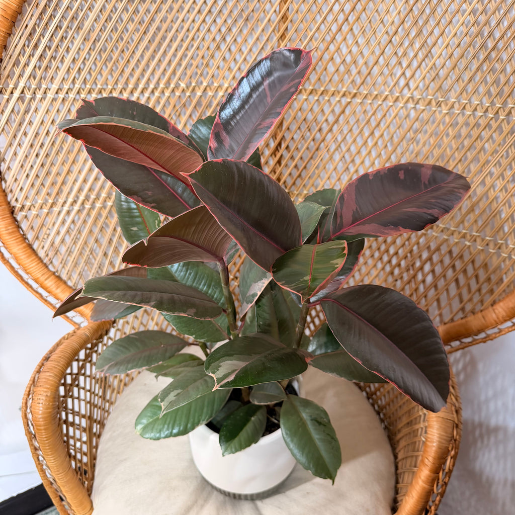 Ficus elastica 'Ruby' (Ruby Rubber Plant) - 6" pot