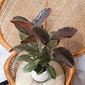 Ficus elastica 'Ruby' (Ruby Rubber Plant) - 6" pot