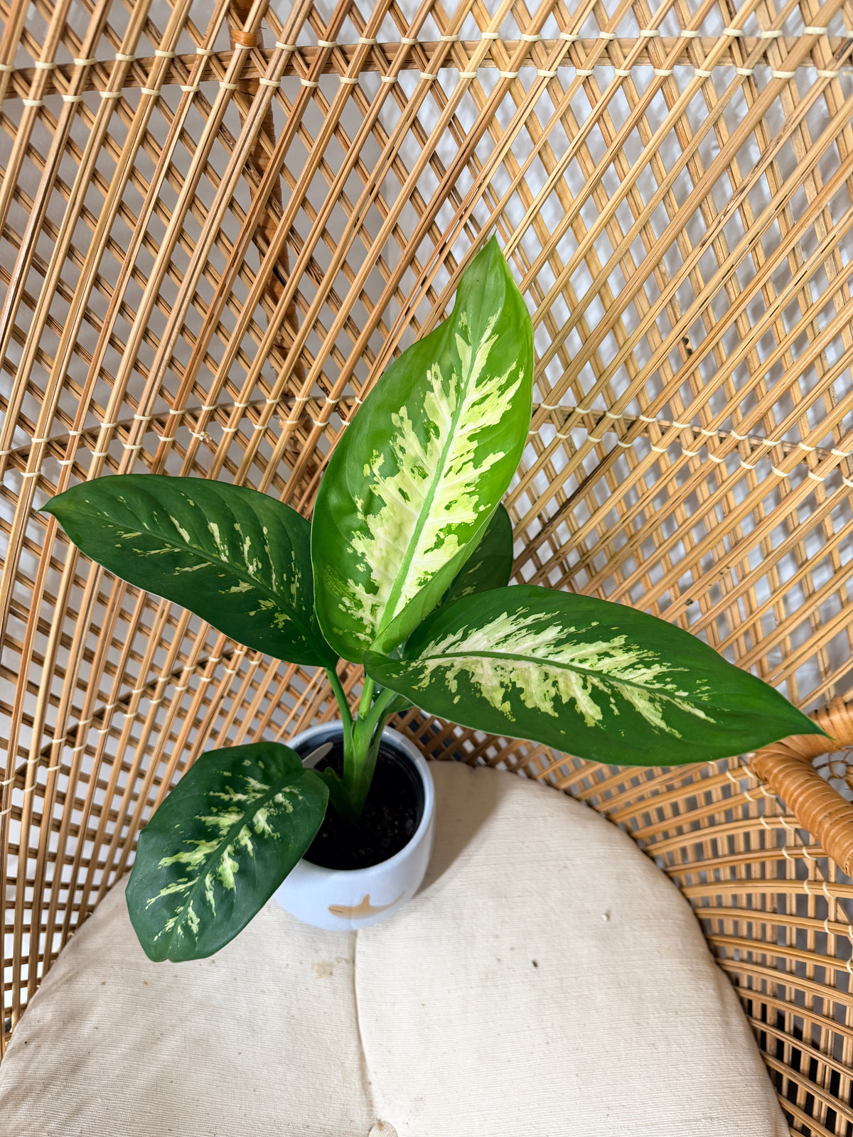 Dieffenbachia seguine 'Tropic Snow' (Canne du muet panachée) - Pot de 4"