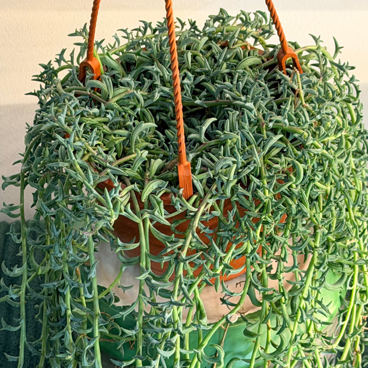 String of Dolphins (Curio peregrinus) - hanging plant (pot of