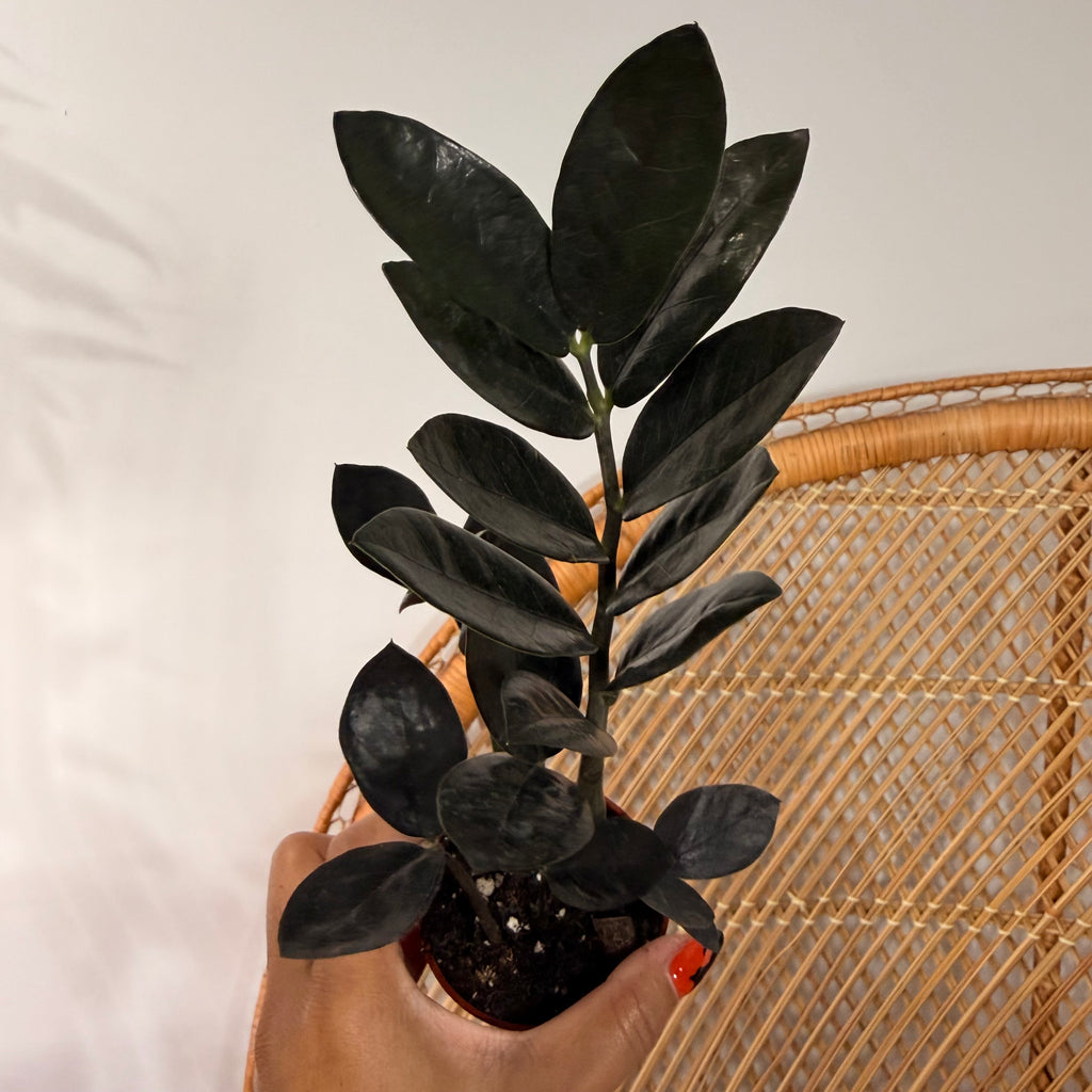Zamioculcas zamiifolia 'Raven' (ZZ Plant Raven) - pot de 2.5"