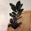 Zamioculcas zamiifolia 'Raven' (ZZ Plant Raven) - pot de 2.5"