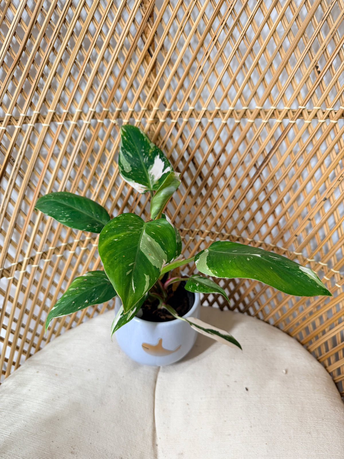 Philodendron 'White Princess'