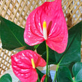 Anthurium Andreanum  (Fleur de flamant rose) – Pot de 6"