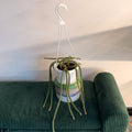 Rat tail cactus - hanging plant (6" pot)