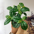 Pilea cadierei (4" pot)