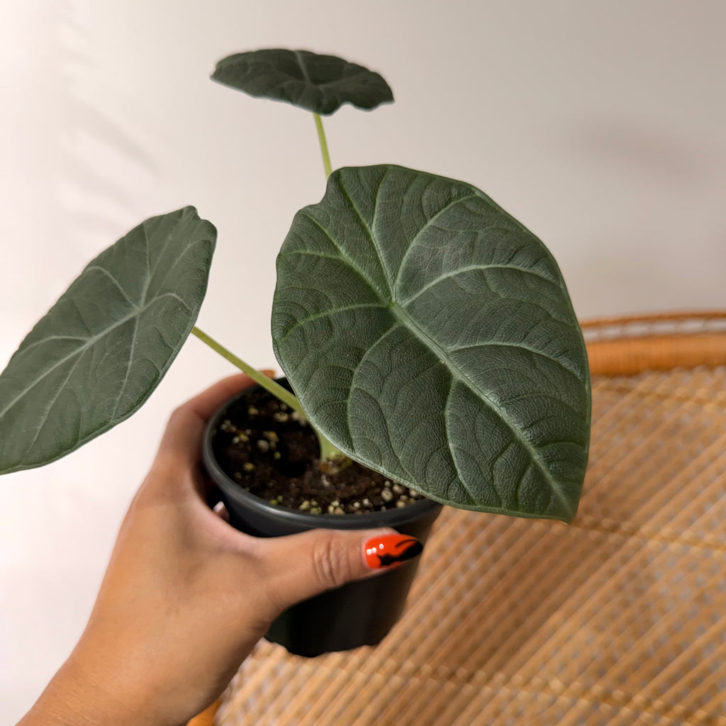 Alocasia 'Maharani' - 4" pot