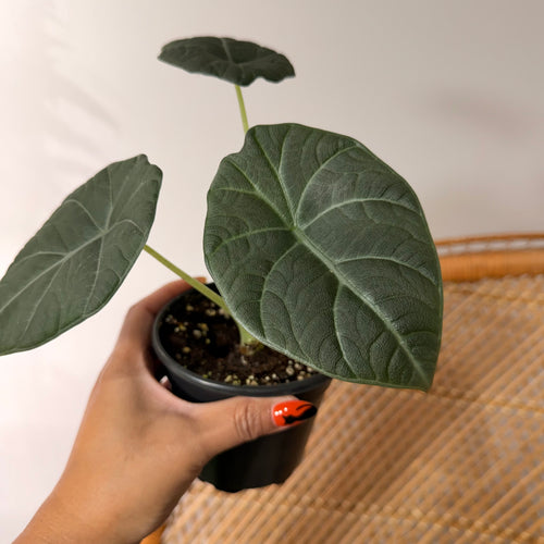 Alocasia 'Maharani' - 4" pot