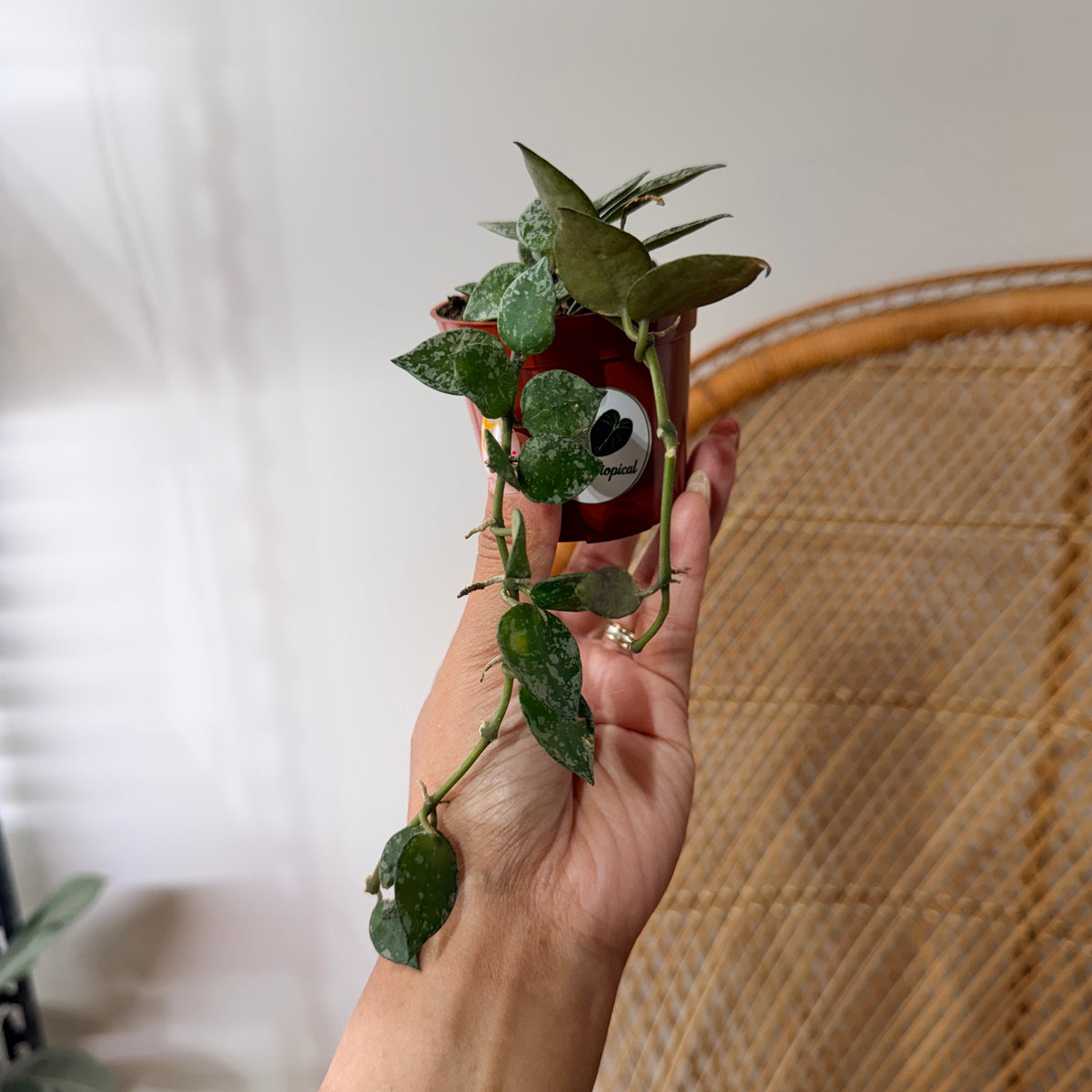 Hoya krohniana 'Splash' (Fleur de porcelaine mouchetée) - Pot de 2.5"