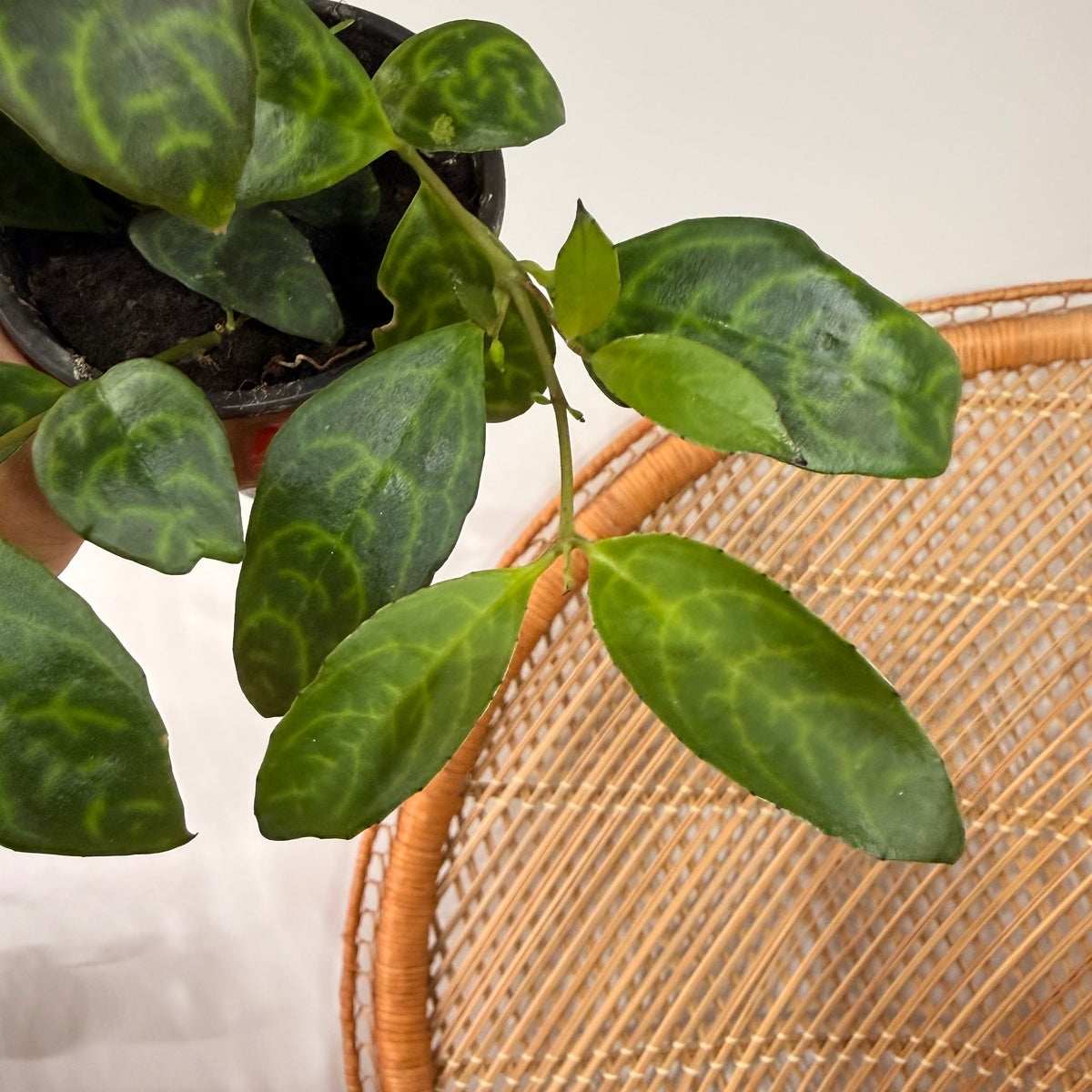 Aeschynanthus longicaulis 'Black Pagoda' (Lipstick Plant Black Pagoda) - pot de 4"