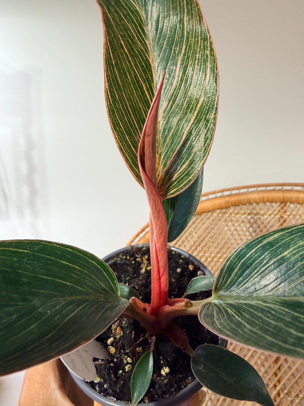Philodendron 'Birkin Pink' - Pot de 4"