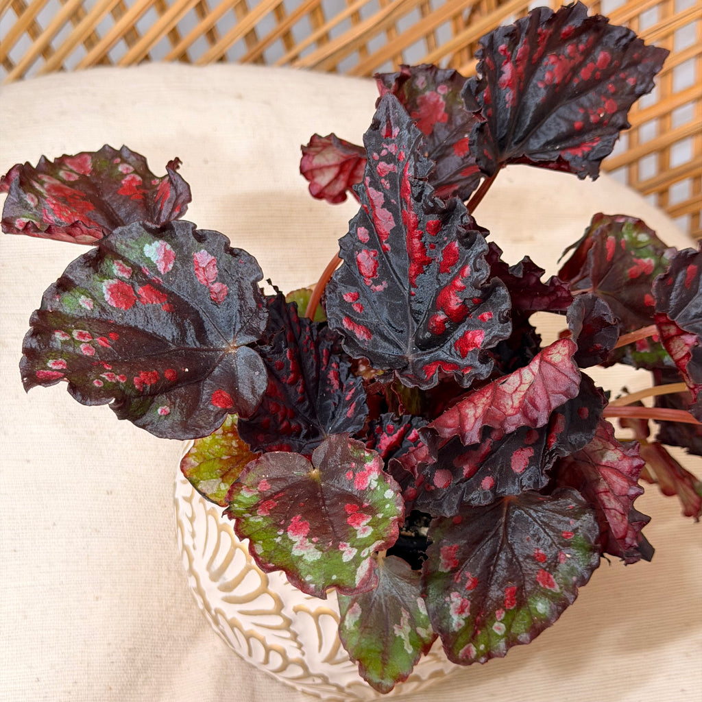 Begonia rex 'Rumba' - 4" pot