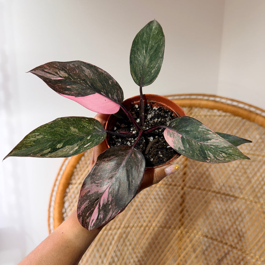 Philodendron erubescens 'Pink Princess' (Philodendron princesse rose) - Pot de 4"