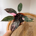 Philodendron erubescens 'Pink Princess' (Philodendron princesse rose) - Pot de 4"