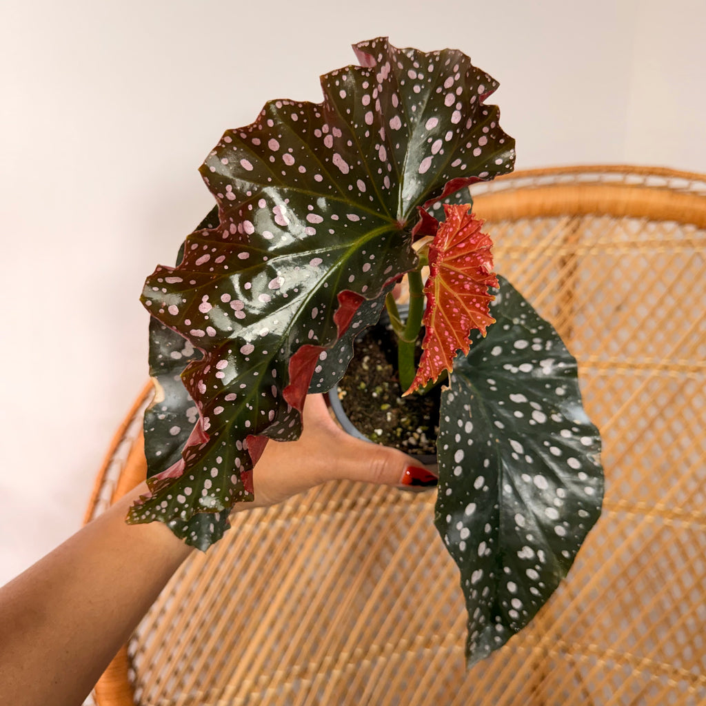 Begonia 'Cracklin' Rosie' - pot de 4"