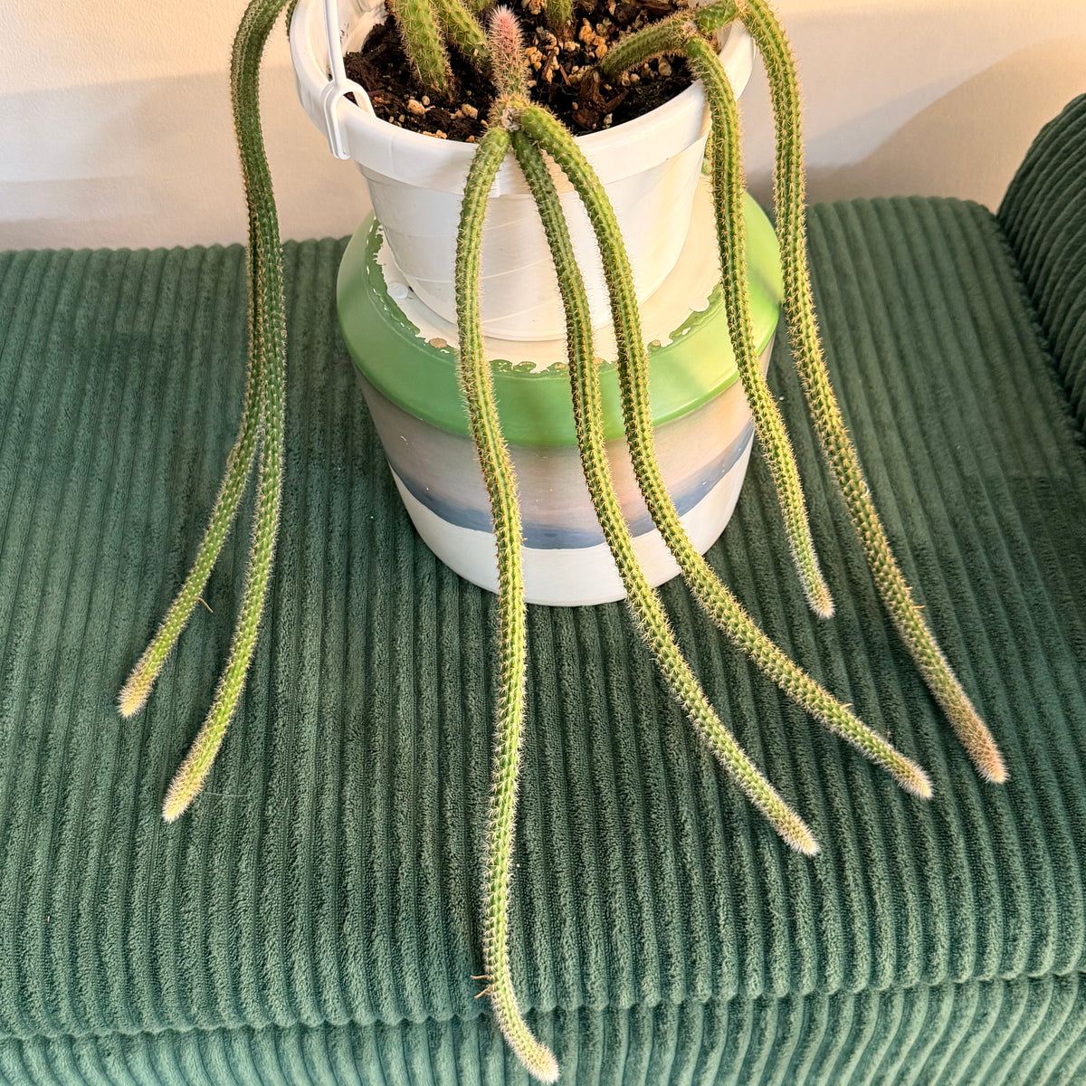 Rat tail cactus - hanging plant (6" pot)