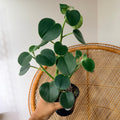 Peperomia incana (pot de 4")