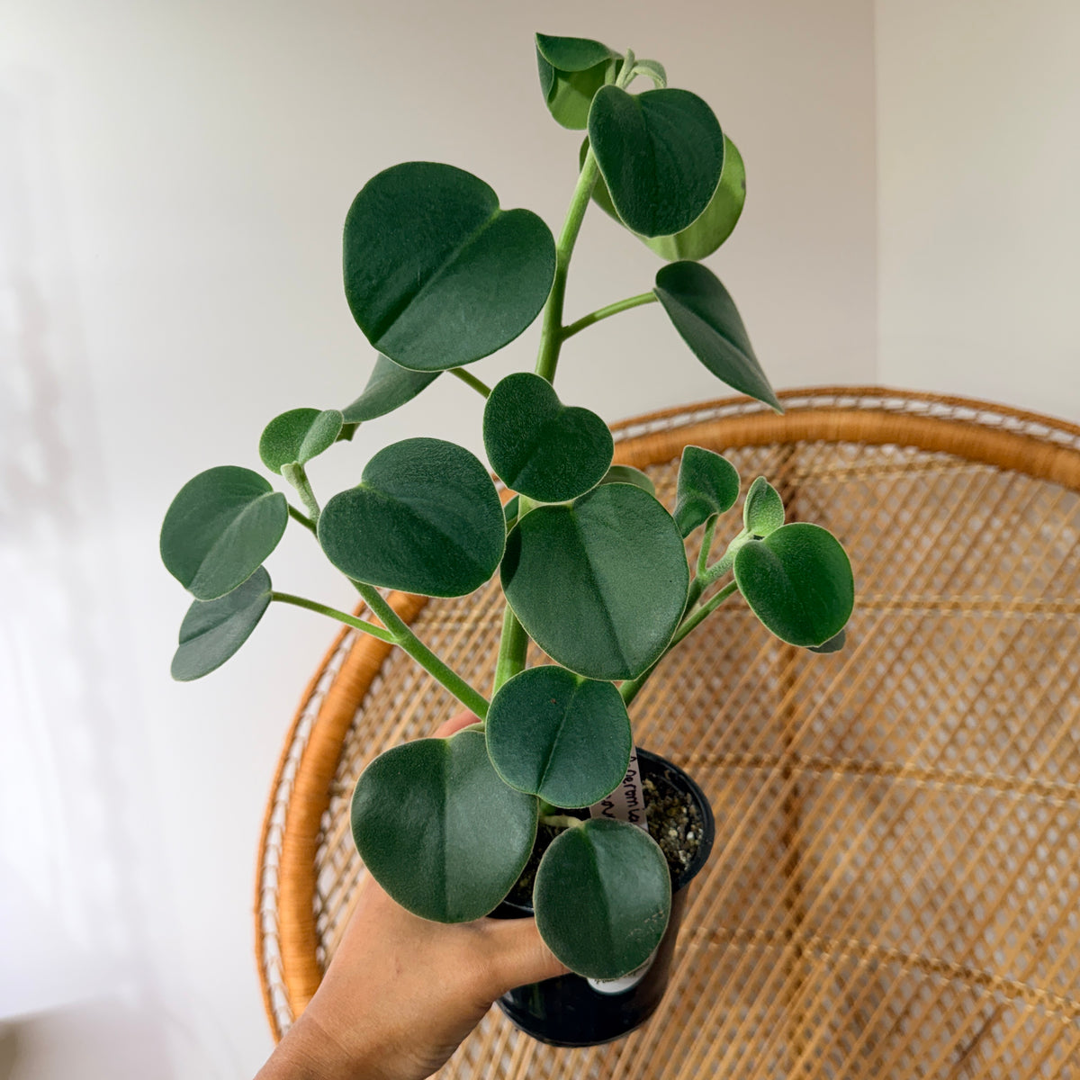Peperomia incana (pot de 4")
