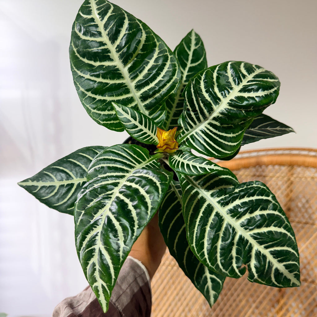 Aphelandra squarrosa 'Dania' (Plante zèbre) - Pot de 4"