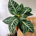 Aphelandra squarrosa 'Dania' (Plante zèbre) - Pot de 4"